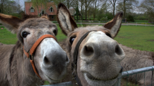 Two donkeys behind a fence.