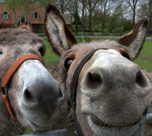Two donkeys behind a fence.